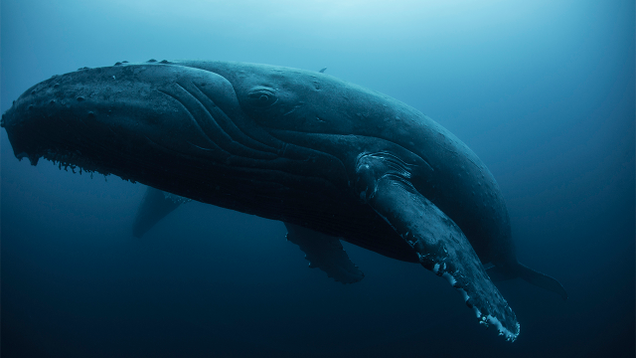 Illustration for article titled 5 Majestic Whales And Then 1 Doofus Whale That Got Scuffed Up By A Boat